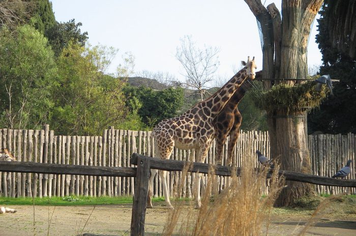 Zoologická zahrada (Bioparco)