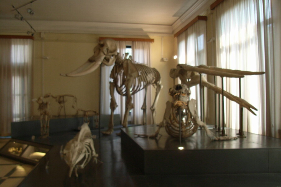 Městské muzeum zoologie
